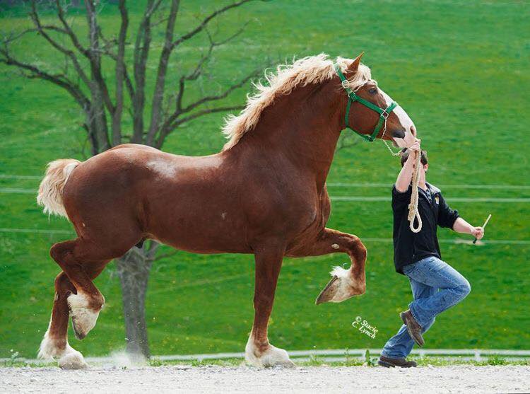 Belgian Draft Horse Show